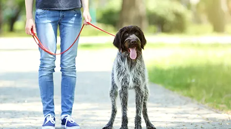 I. Dog Care Technician Certification
