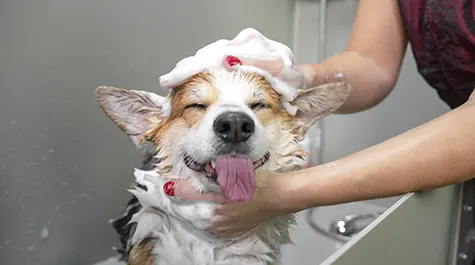 II. Bather Brusher Certification