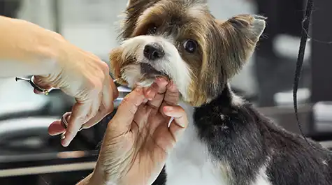 IV. Groomer Certification
