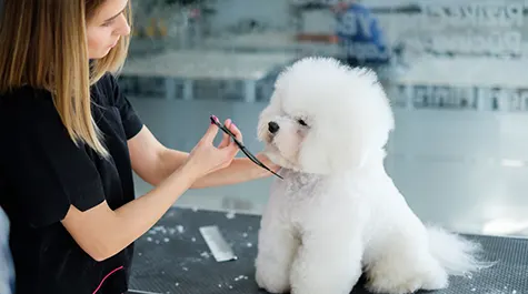 V. Stylist Certification