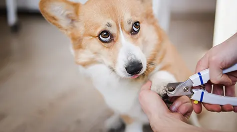 Learn to groom your own dog and save money