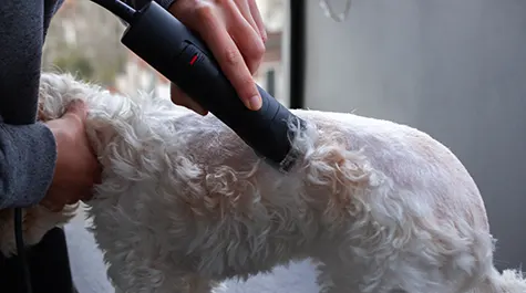 III. Novus Certification